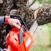 man cutting trees using an electrical chainsaw and professional